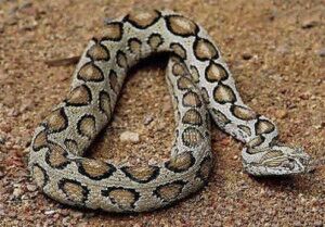 蝰蛇  又名圆斑蝰,古钱蝰,金钱蝰,金钱斑,锁蛇等.