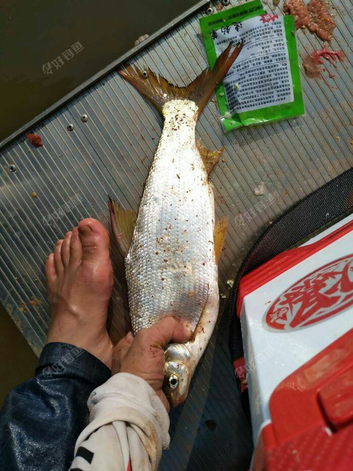 邵东库钓黄尾一霸超级老货黄尾