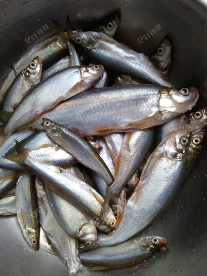 阴鱼绵绵爽钓翘