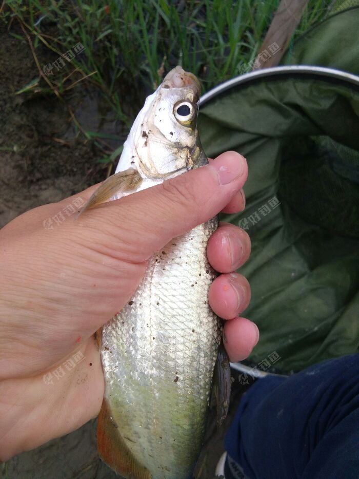 阴鱼绵绵爽钓翘