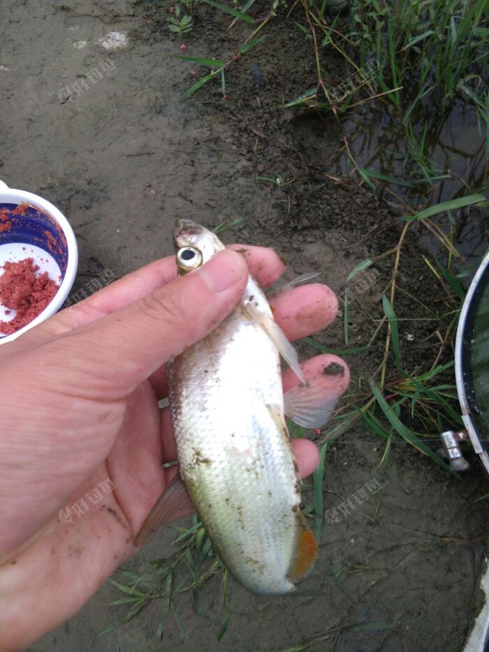 阴鱼绵绵爽钓翘