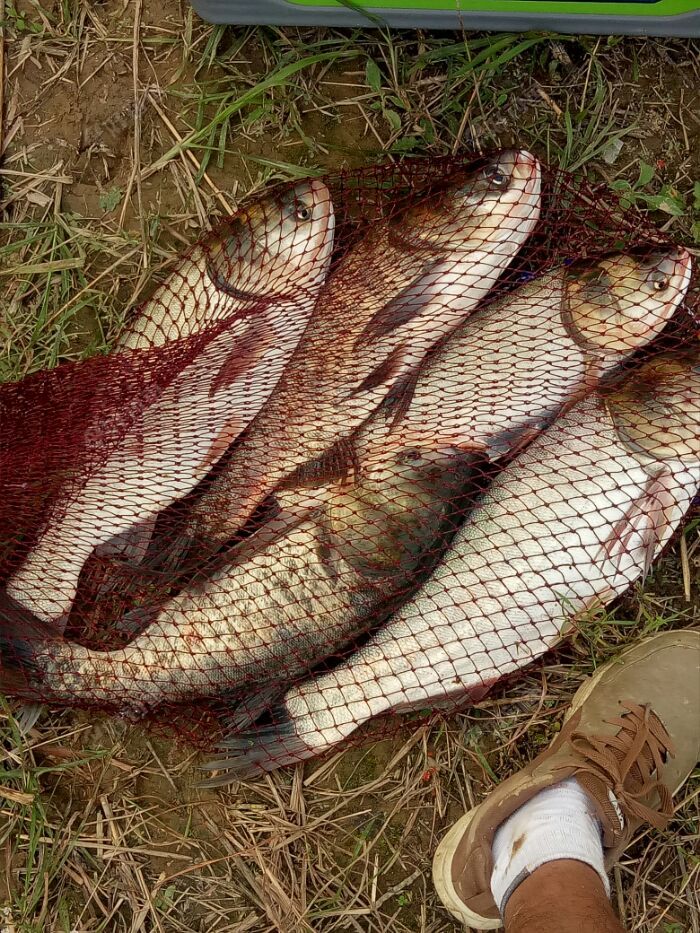 今天蹦着鲢鳙去了鱼获还行