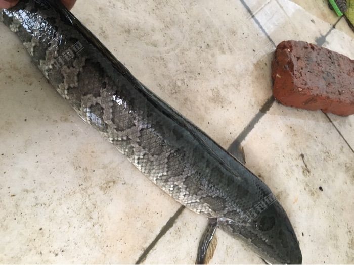 一条野生大黑让我体验了一下溜鱼的感觉