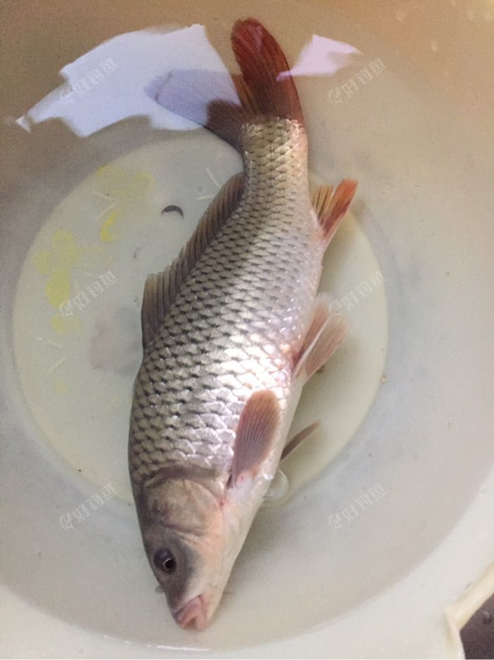 挂着鱼鳍钓上的小鲤鱼