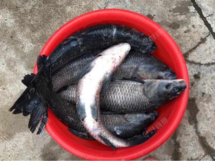 回老家爆护青鱼