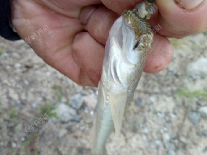 吃口很猛,钓这鱼钩子一定要大   它嘴巴很大的,我用的是伊势尼7号