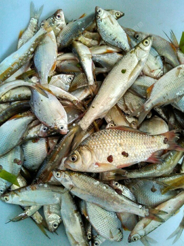 野钓滁河杂鱼闹窝可以做个红烧小杂鱼了