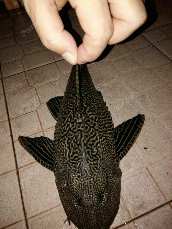 这是什么鱼?一身硬壳