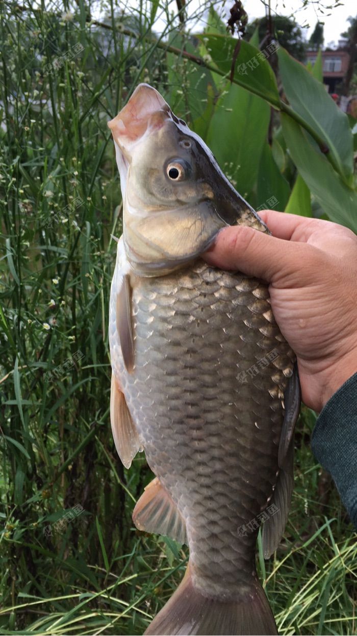 这是个什么样的鲫鱼