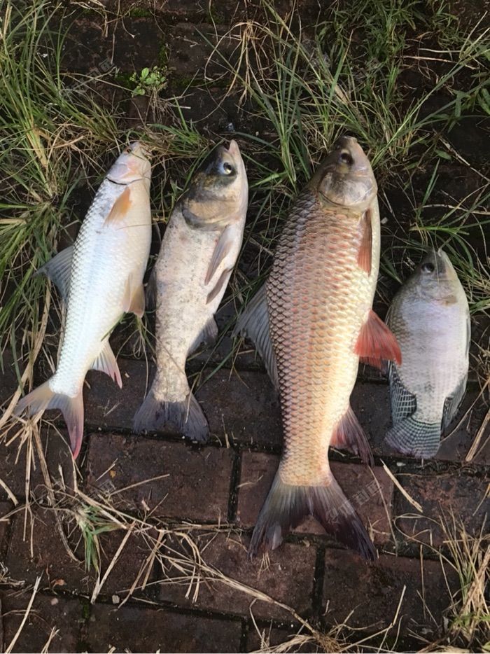 海竿钓底屡试不爽