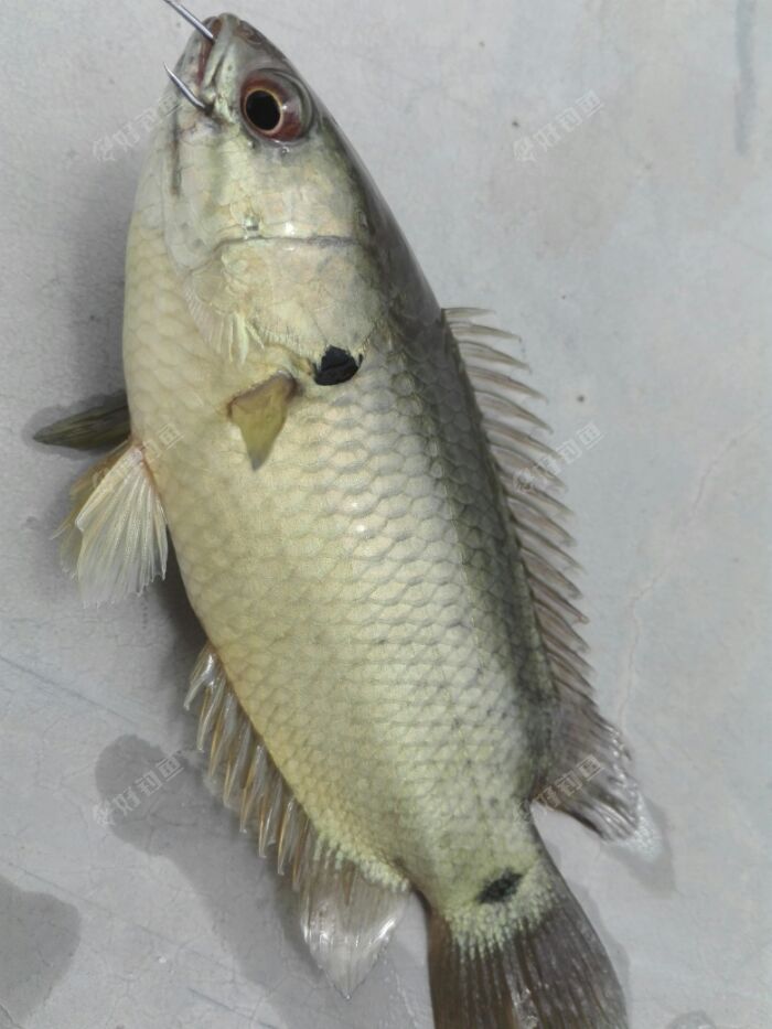 攀鲈,中国原产鱼种,小型掠食鱼类