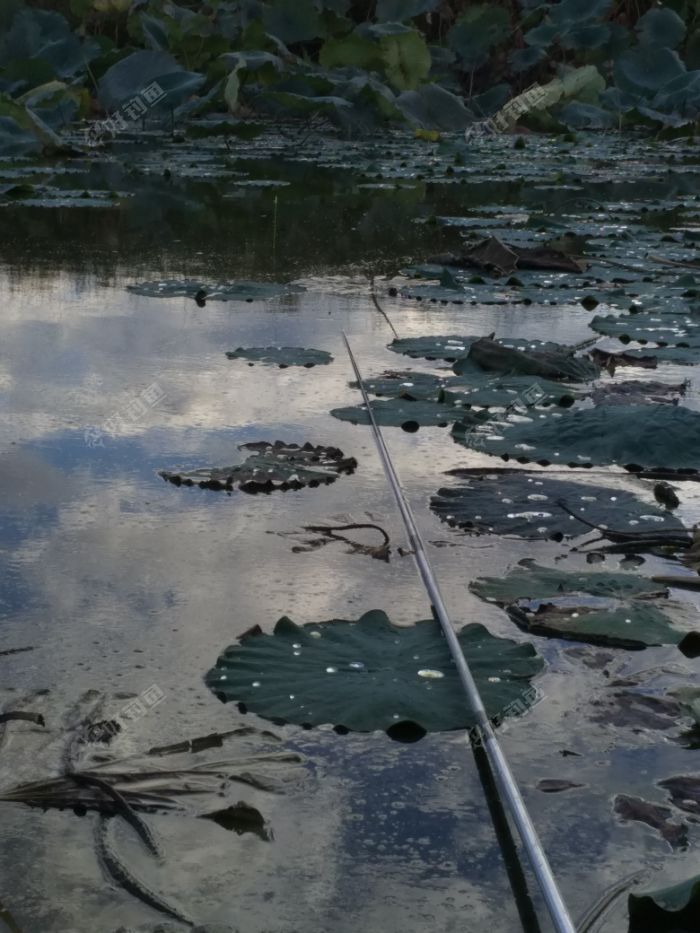 这样的荷叶塘,水深不到一米!怎么钓