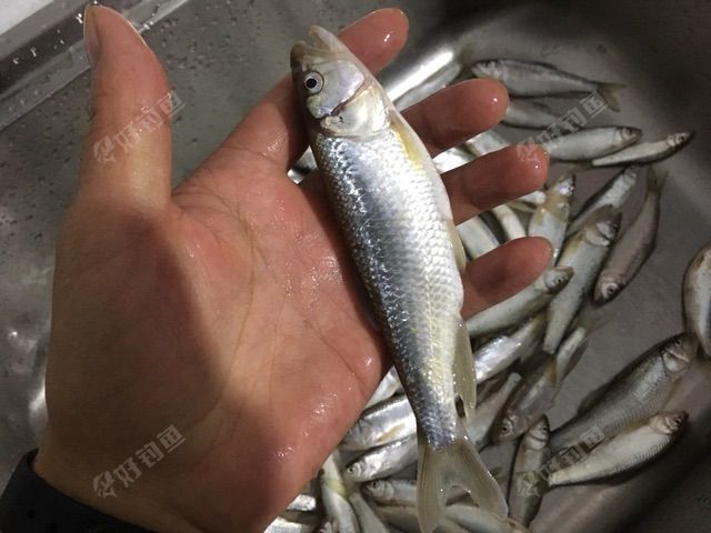 熨斗钓白条马口