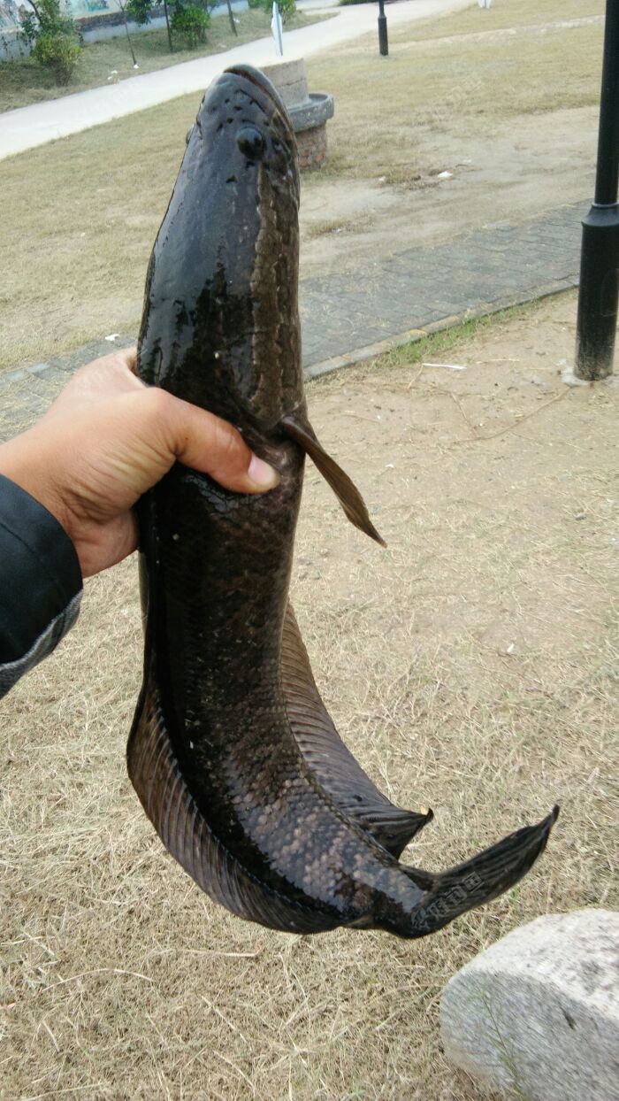打了条黑鱼