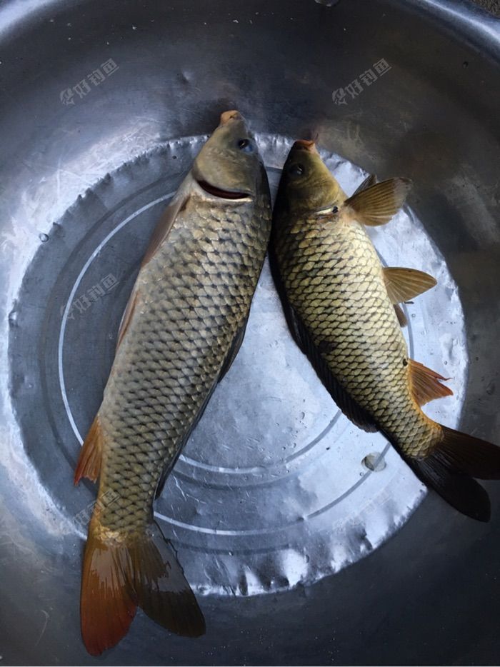 难道愉快一定要与悲伤同行附钓大草大鲤神饵