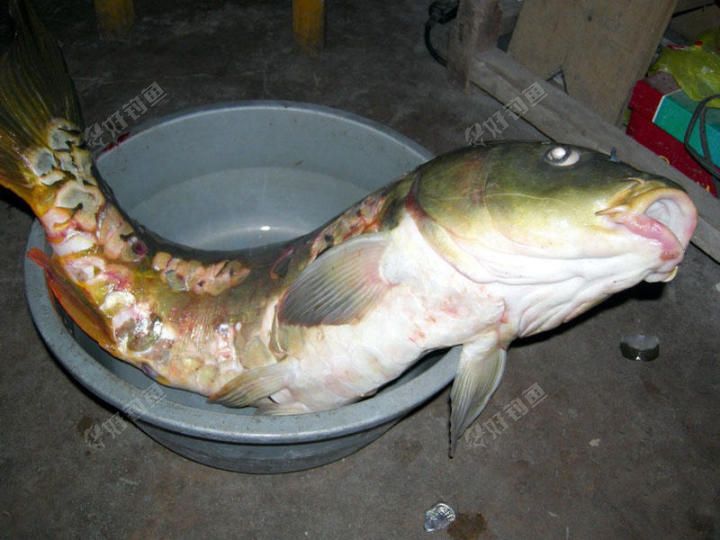 老家山塘水库钓上一条18多斤重的大鳞鲤鱼皮比鸡皮还厚