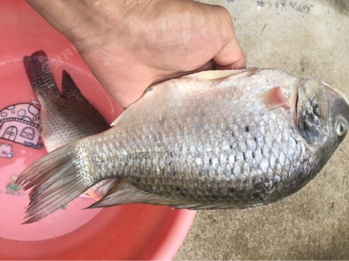 南安山美水库看着8两花雕鱼挺爽的