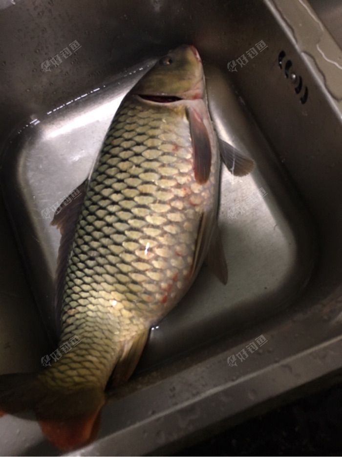 5斤大鲤鱼