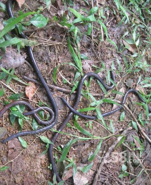 一坨青虫,不比红蚯蚓差小鱼吃不进去咬不烂,钓鱼的兄弟朋友可以式式