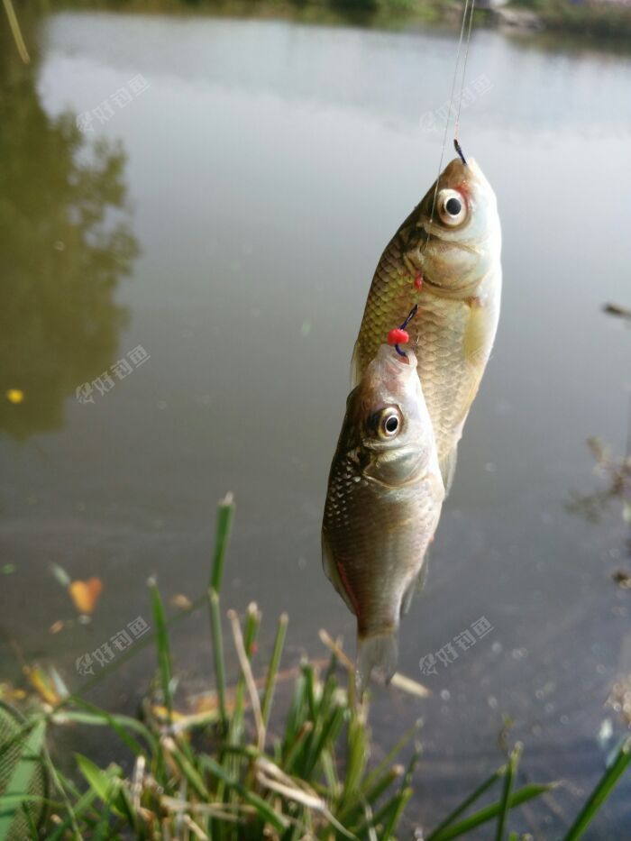 小鲫鱼双尾好多