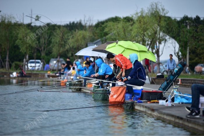 公司垂钓活动,专攻小鲫鱼