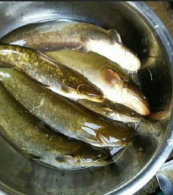 河里常见的几种野生鱼你认识几个