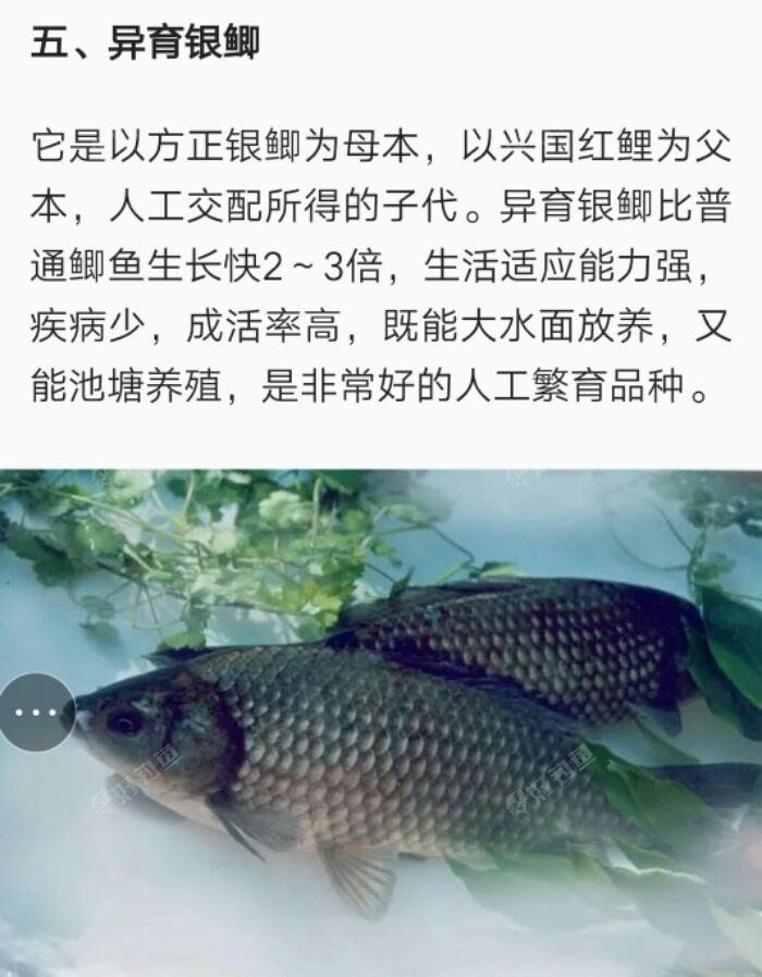国内鲫鱼的种类
