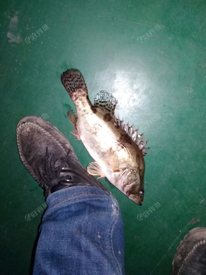 第一次钓到鲑鱼