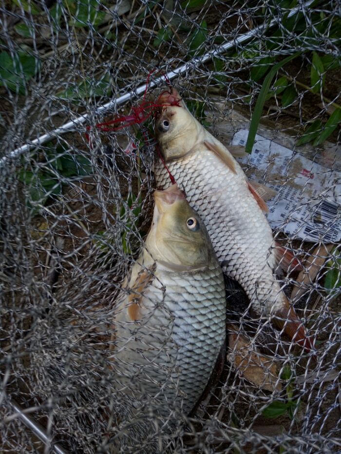 头一次爆炸钩双飞鲤鱼,两条才1.2斤
