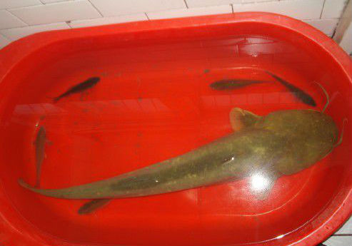 这是鲶鱼冬天它也开口吃东西