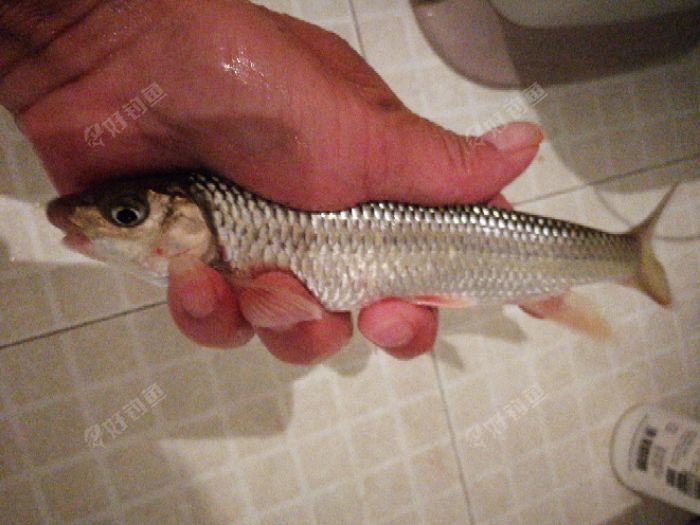 麻鱼用什么饵料钓最好求指点