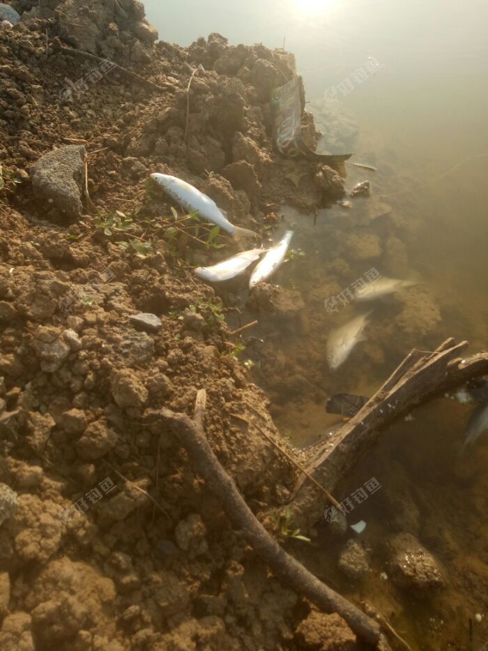 野战垃圾塘 - 好钓鱼