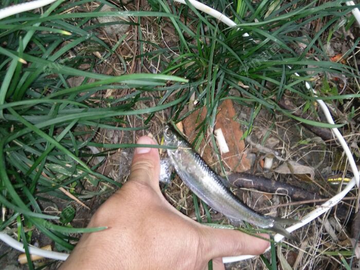 这条川条差不多有一二两吧