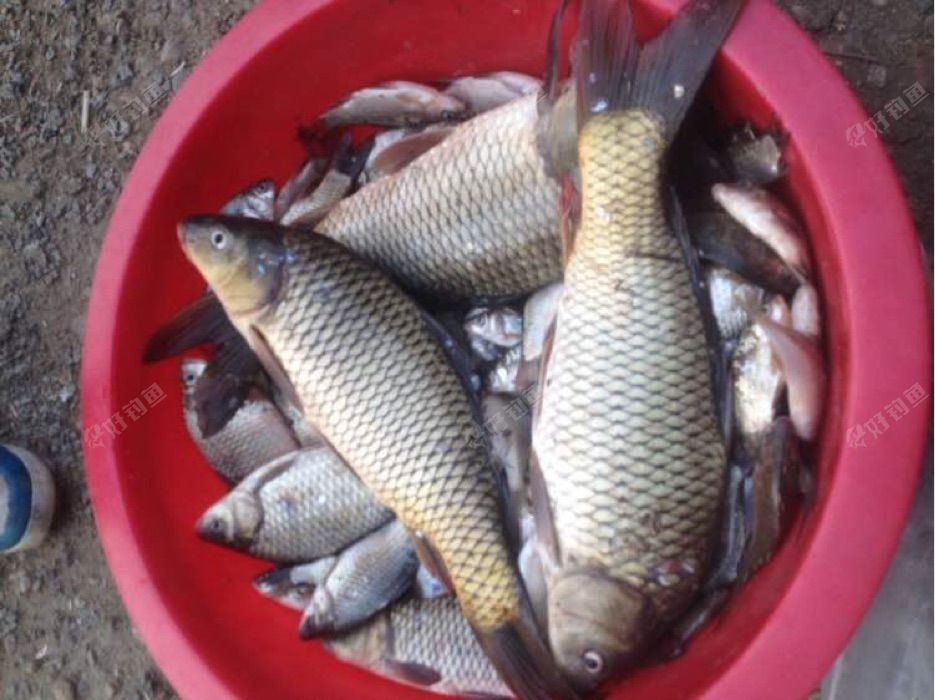 钓不了鱼就看看渔获吧