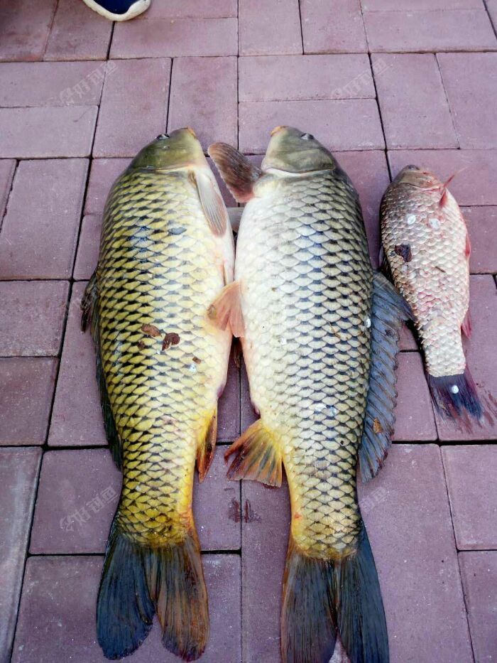 19:07 天气:25 钓场:东风湖() 饵料:青苞米 鱼种:鲤鱼 鲫鱼