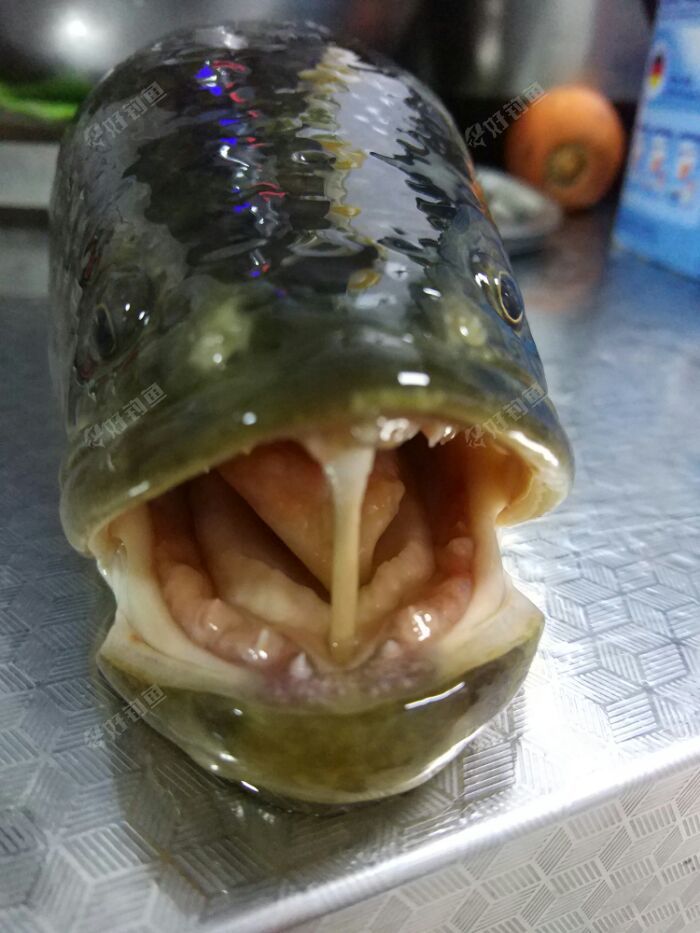 鱼牙齿可以辟邪图片图片