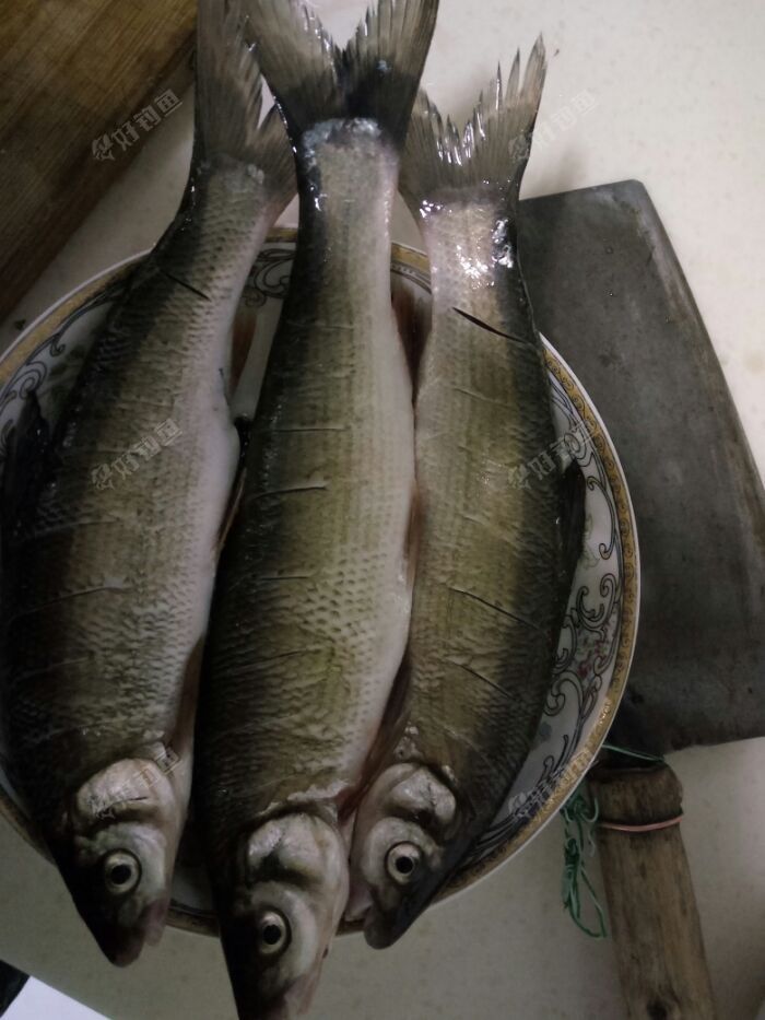 大圆吻鲴爽到爆