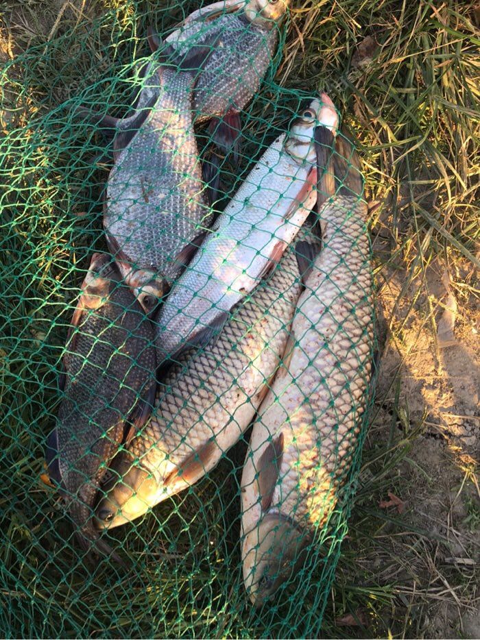 草鳊的封杆之作