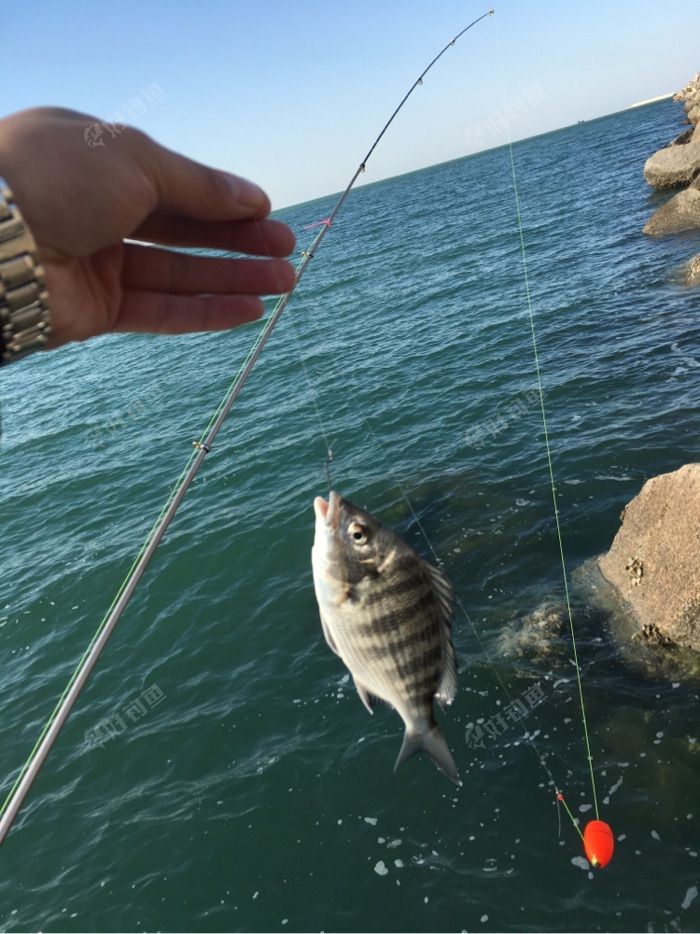 约钓本周日海边矶钓约约约