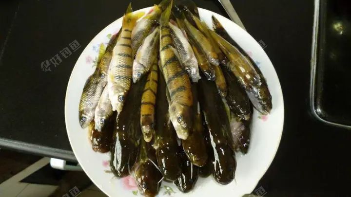 野生小石斑鱼好东西啊