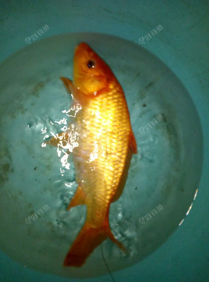 子非鱼安知鱼之乐