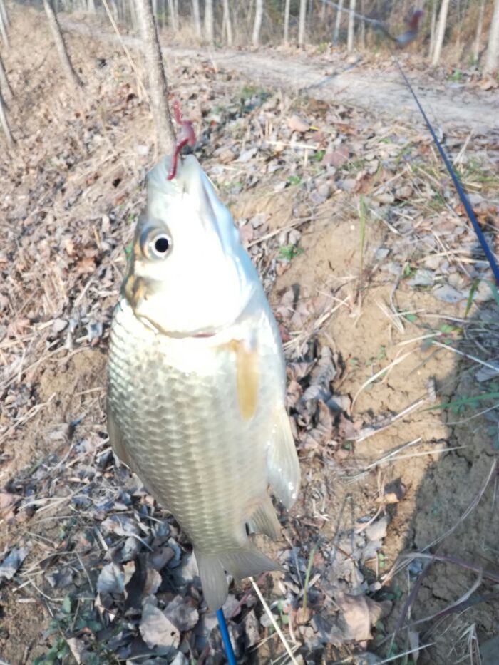 试钓报告柔骨在手鱼获可以天天有
