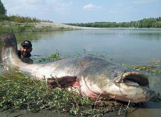 这鲶鱼能吃人了吧