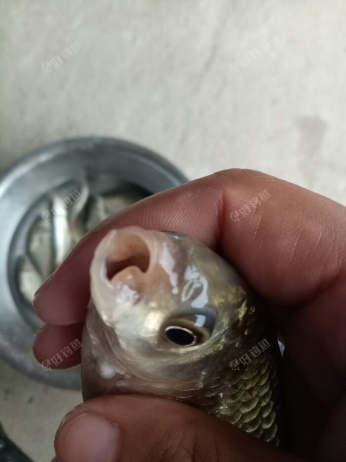 这鱼还是个歪嘴