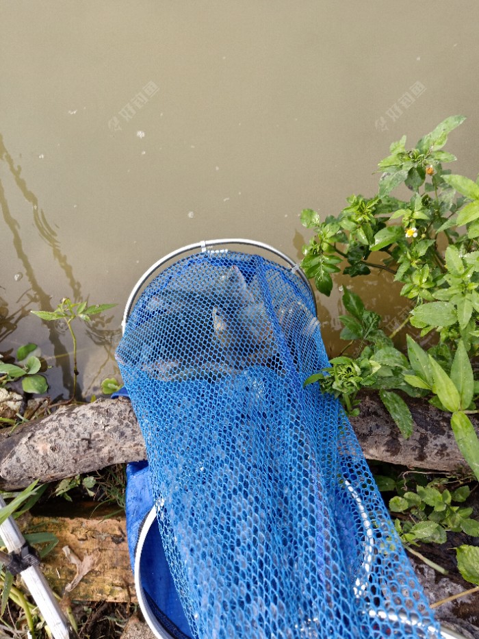 棕情端午-新鱼护第二次入水,不算爆护,过足手瘾 - 好钓鱼