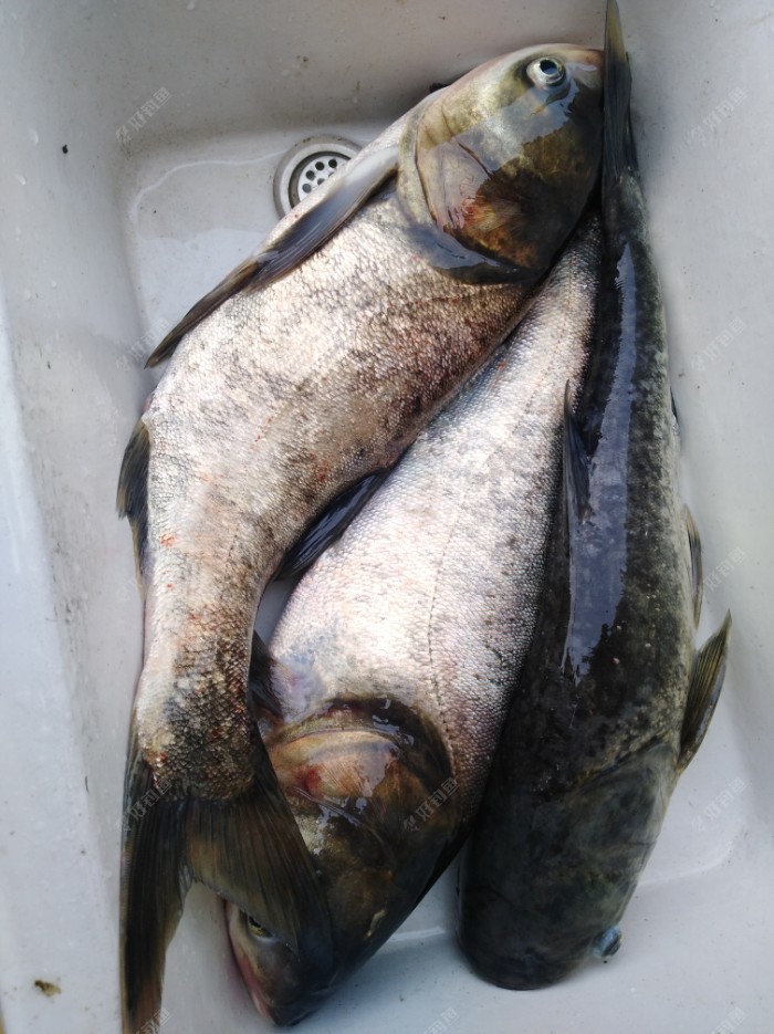 这花鲢还不错吧