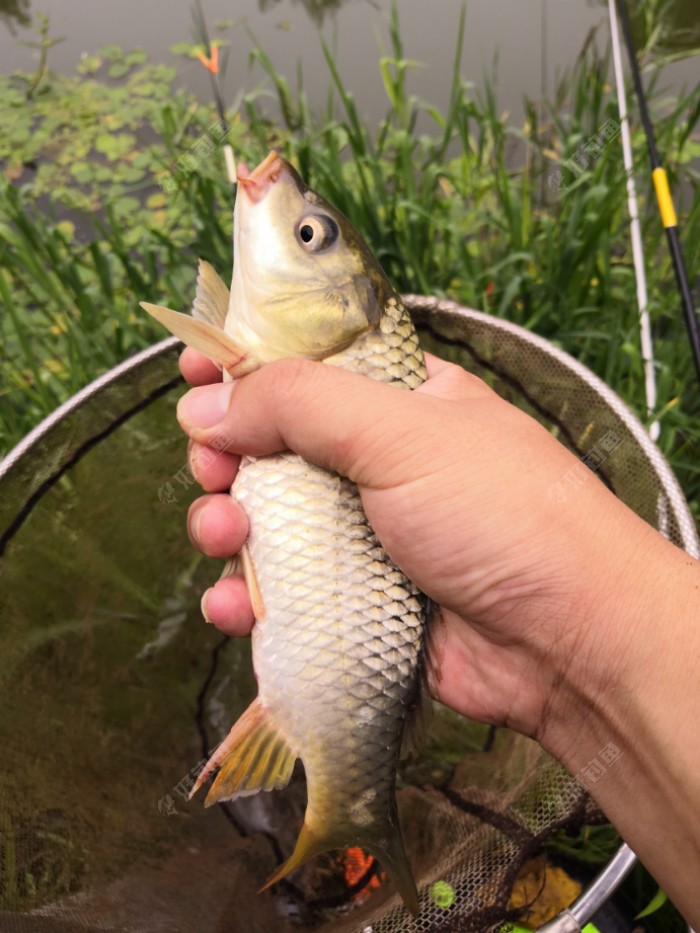 三两小鲤鱼一尾