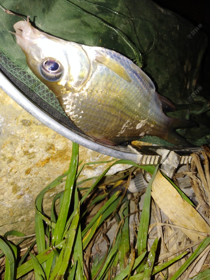 本地叫名三角鲤(黄板鲤)