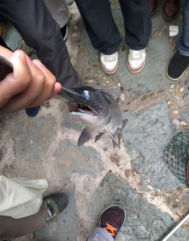 鸭嘴鱼的介绍，与鸭嘴鱼的垂钓方法蒙特卡罗474官方网站