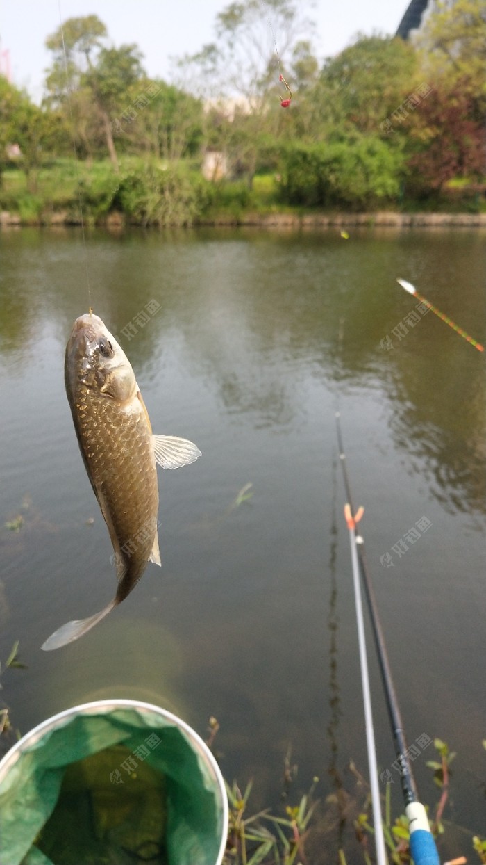 打窝下去不到半个小时鲫鱼也进窝了